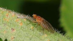 Suillia laevis