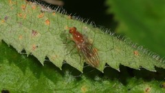 Suillia laevis