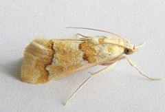 Pseudoschinia elautalis