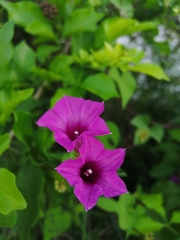 Ipomoea × leucantha