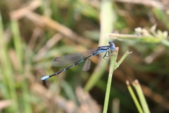 Argia leonorae