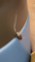 Amblyomma americanum