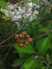 Ipomoea × leucantha