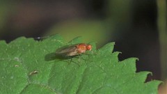Suillia laevis