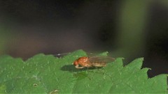 Suillia laevis