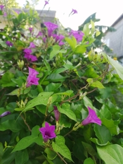 Ipomoea × leucantha