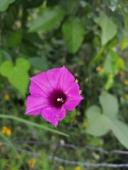 Ipomoea × leucantha