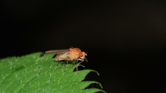 Suillia laevis