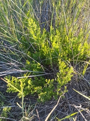 Pelargonium radulifolium