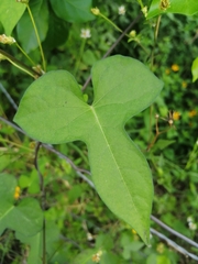 Ipomoea × leucantha