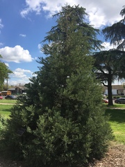 Calocedrus decurrens