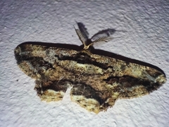 Coremecis nigrovittata