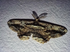 Coremecis nigrovittata