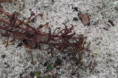 Diascia capensis