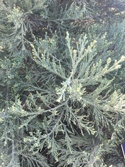 Calocedrus decurrens
