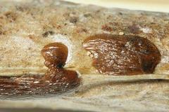 Dianema inconspicuum