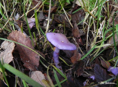 Cortinarius magellanicus