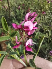 Indigofera intermedia