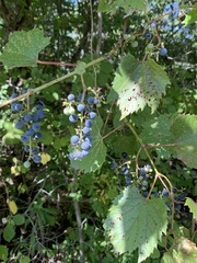 Vitis riparia