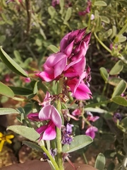 Indigofera intermedia