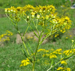 Senecio