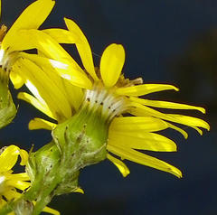Senecio