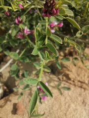 Indigofera intermedia