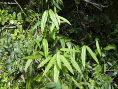 Diplolepis pachyphylla
