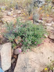 Indigofera intermedia