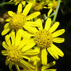 Senecio