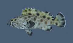 Snubnose Grouper photo 3