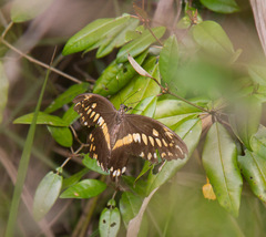 Papilio constantinus