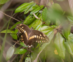 Papilio constantinus