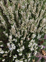 Calluna