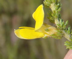 Aspalathus opaca rostriloba