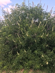 Aesculus californica
