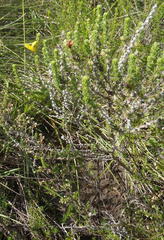 Aspalathus opaca rostriloba