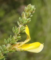 Aspalathus opaca rostriloba