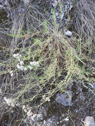 Gypsophila papillosa