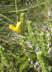 Aspalathus opaca rostriloba