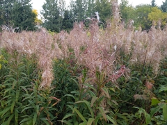 Chamaenerion angustifolium