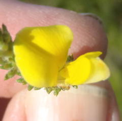 Aspalathus opaca rostriloba