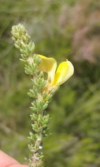 Aspalathus opaca rostriloba