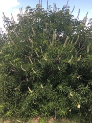 Aesculus californica