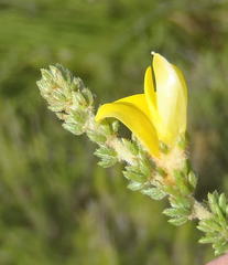 Aspalathus opaca rostriloba