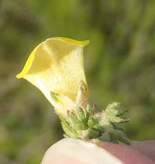 Aspalathus opaca rostriloba