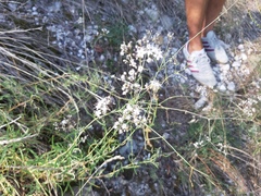 Gypsophila papillosa