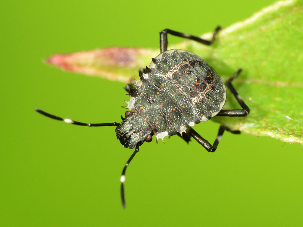 Brown Marmorated Stink Bug (Guide To The Seider Springs Insects ...