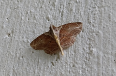 Dolichosomastis dorsilinea