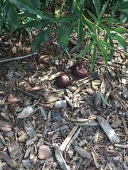 Aesculus californica